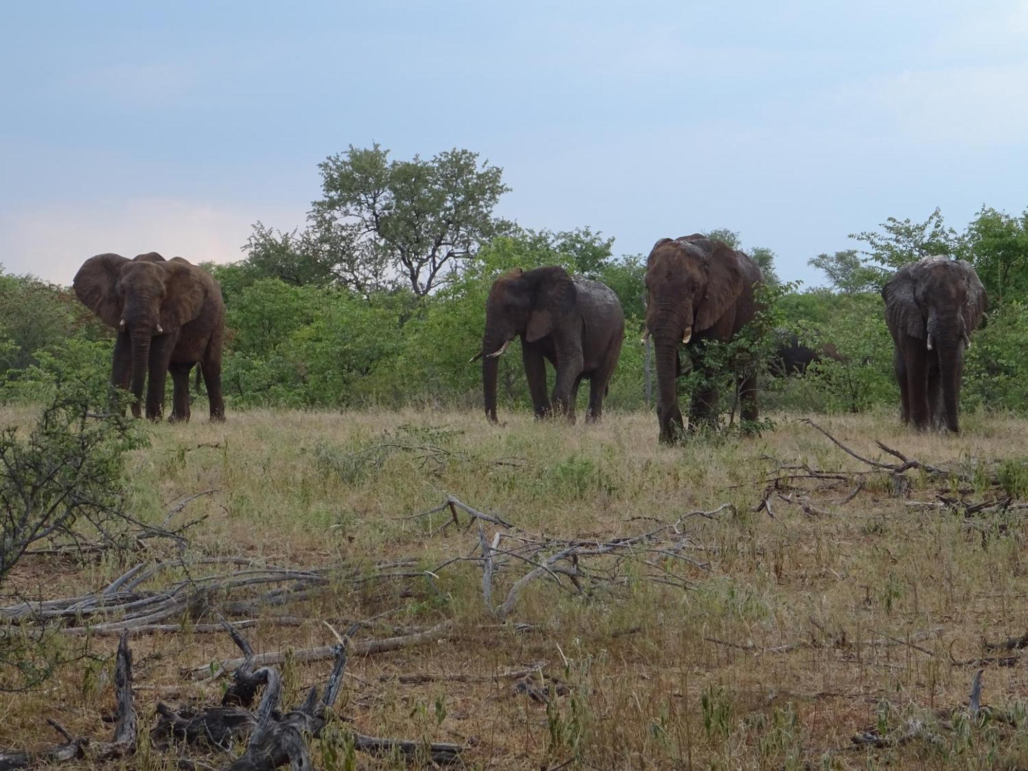 Limpokwena Nature Reserve Tokio Екстериор снимка