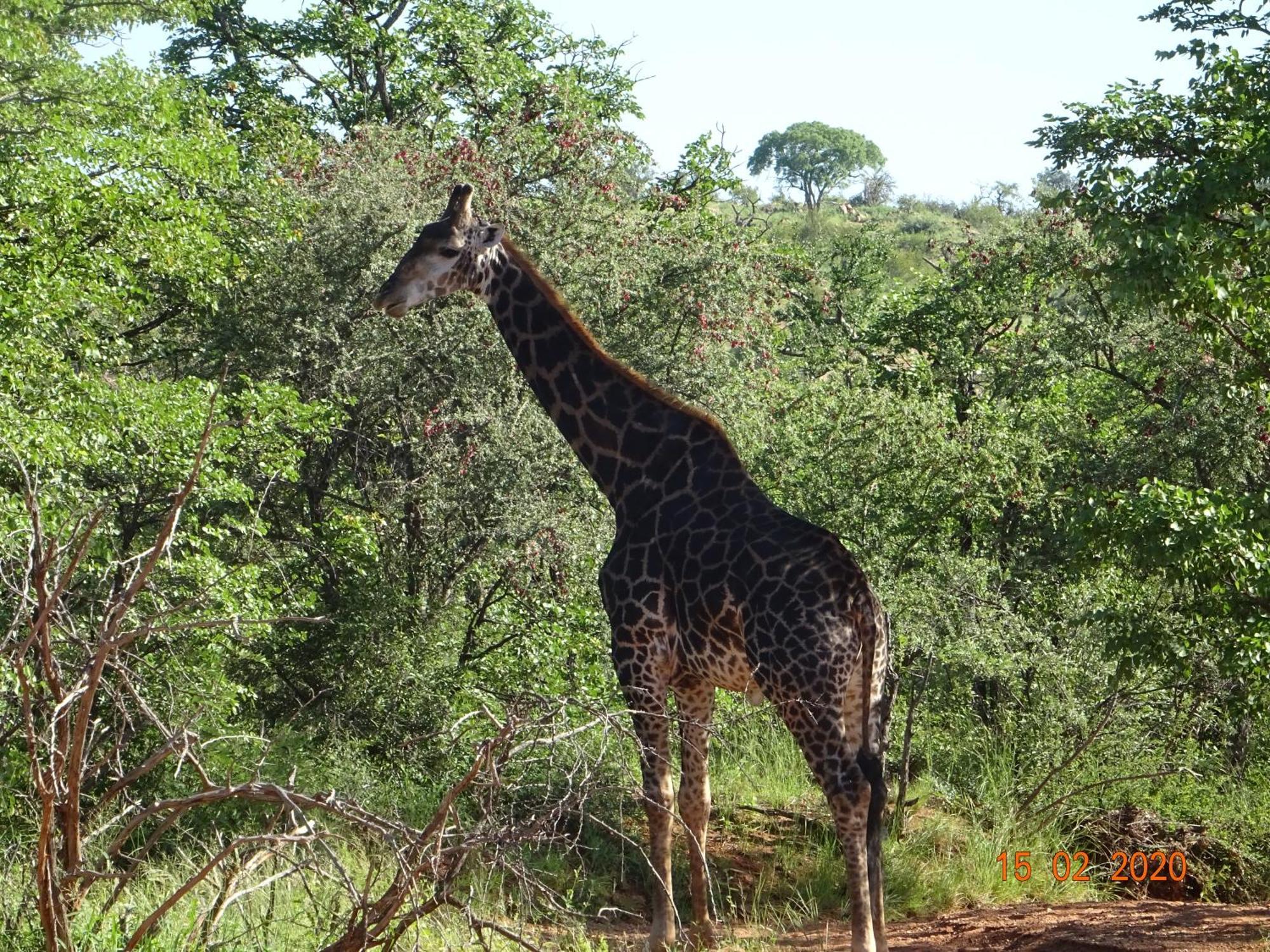 Limpokwena Nature Reserve Tokio Екстериор снимка