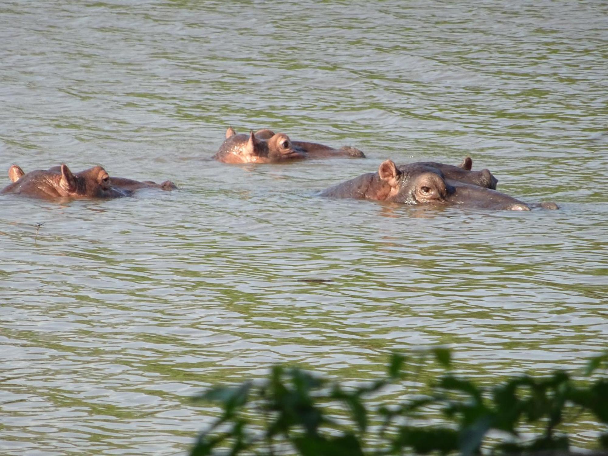 Limpokwena Nature Reserve Tokio Екстериор снимка