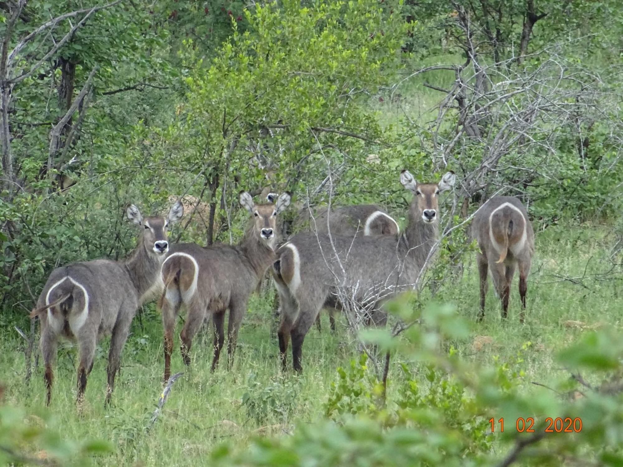 Limpokwena Nature Reserve Tokio Екстериор снимка