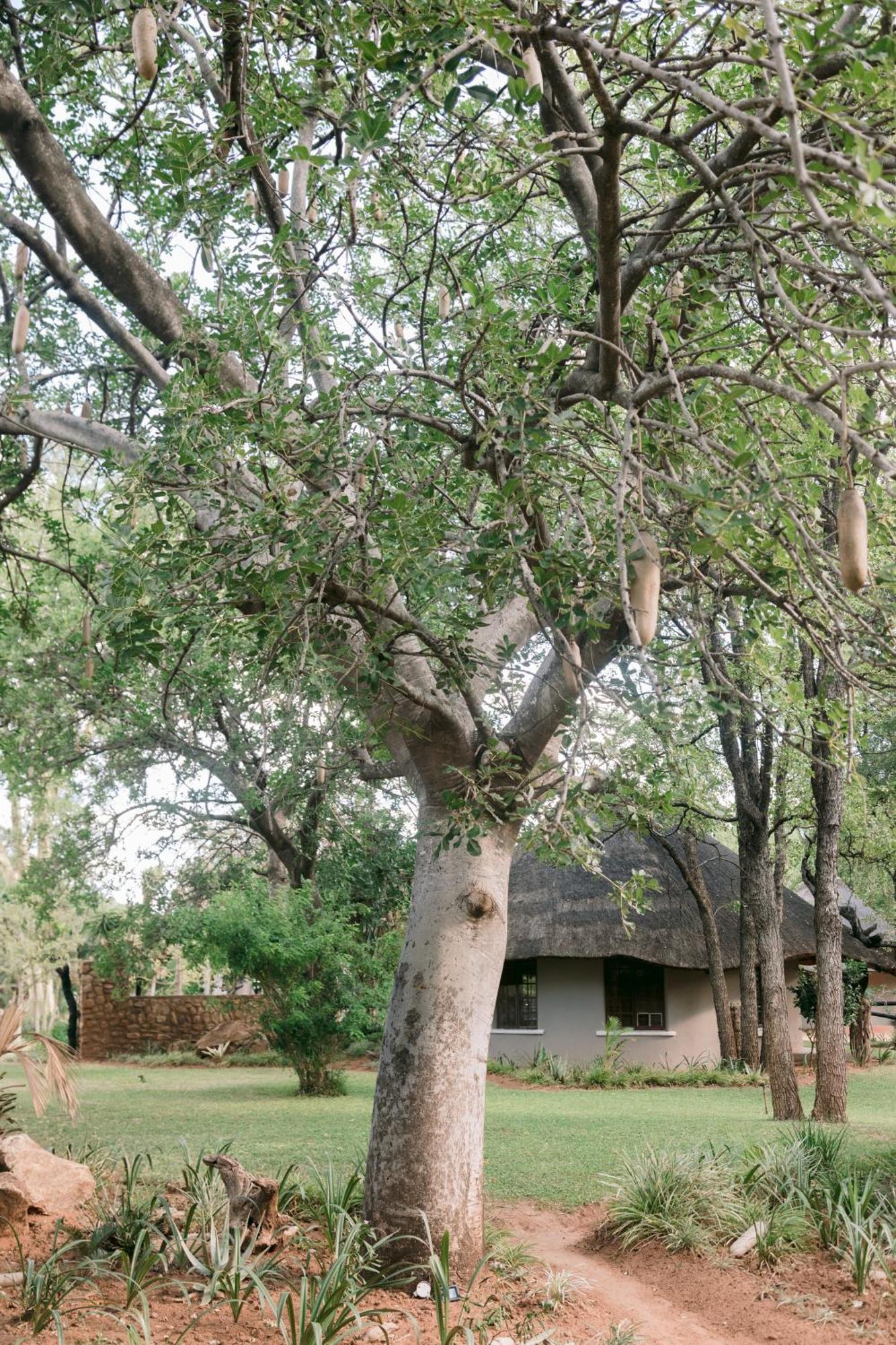 Limpokwena Nature Reserve Tokio Екстериор снимка