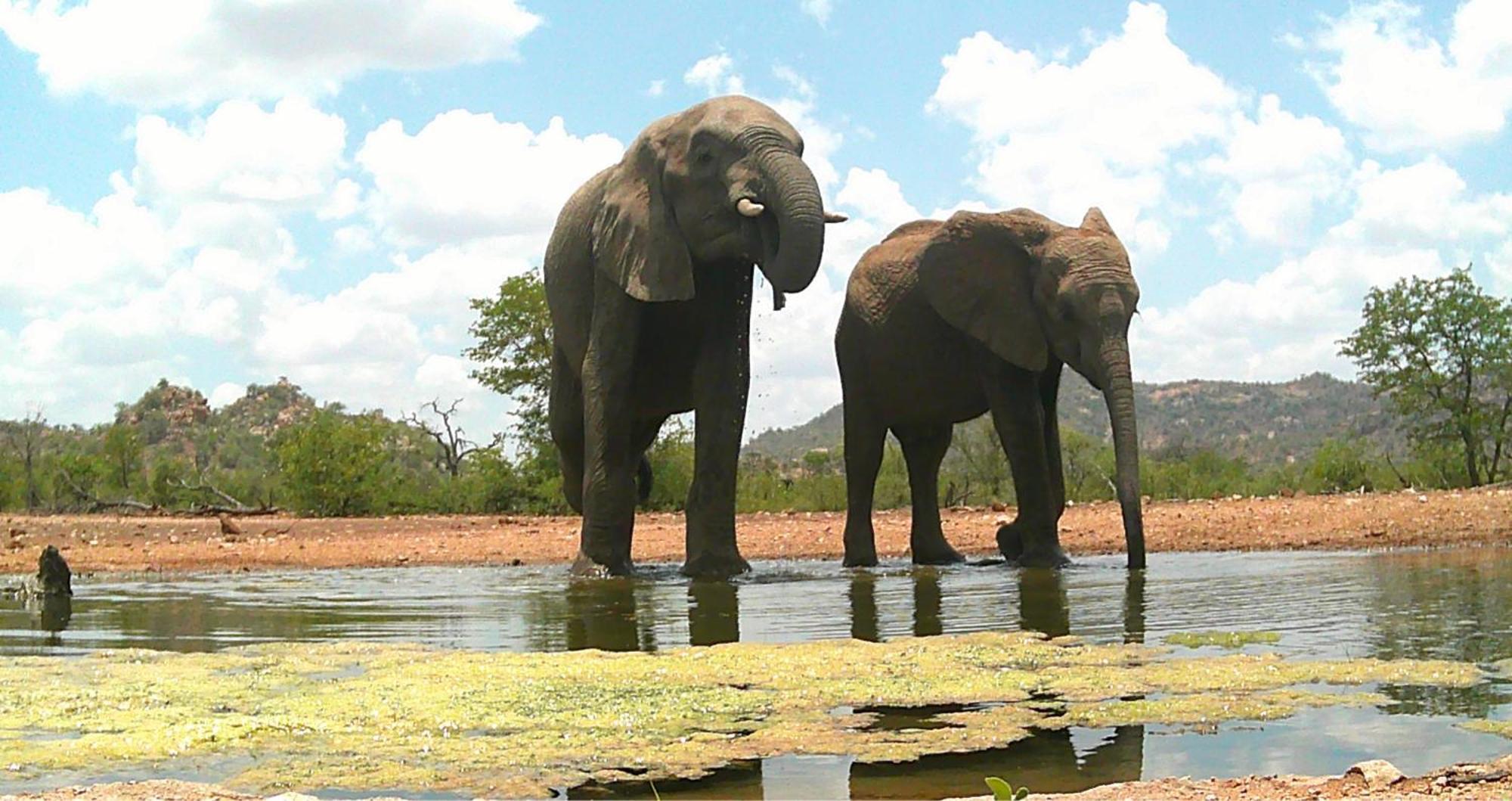 Limpokwena Nature Reserve Tokio Екстериор снимка